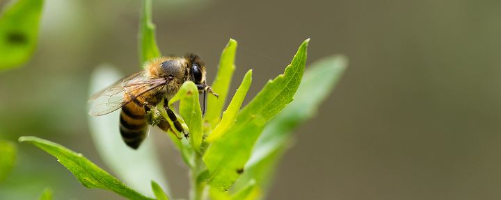 Bee on green leaves